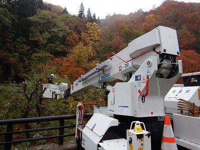 配電線周りでの木の伐採